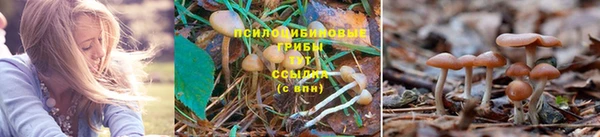каннабис Арсеньев